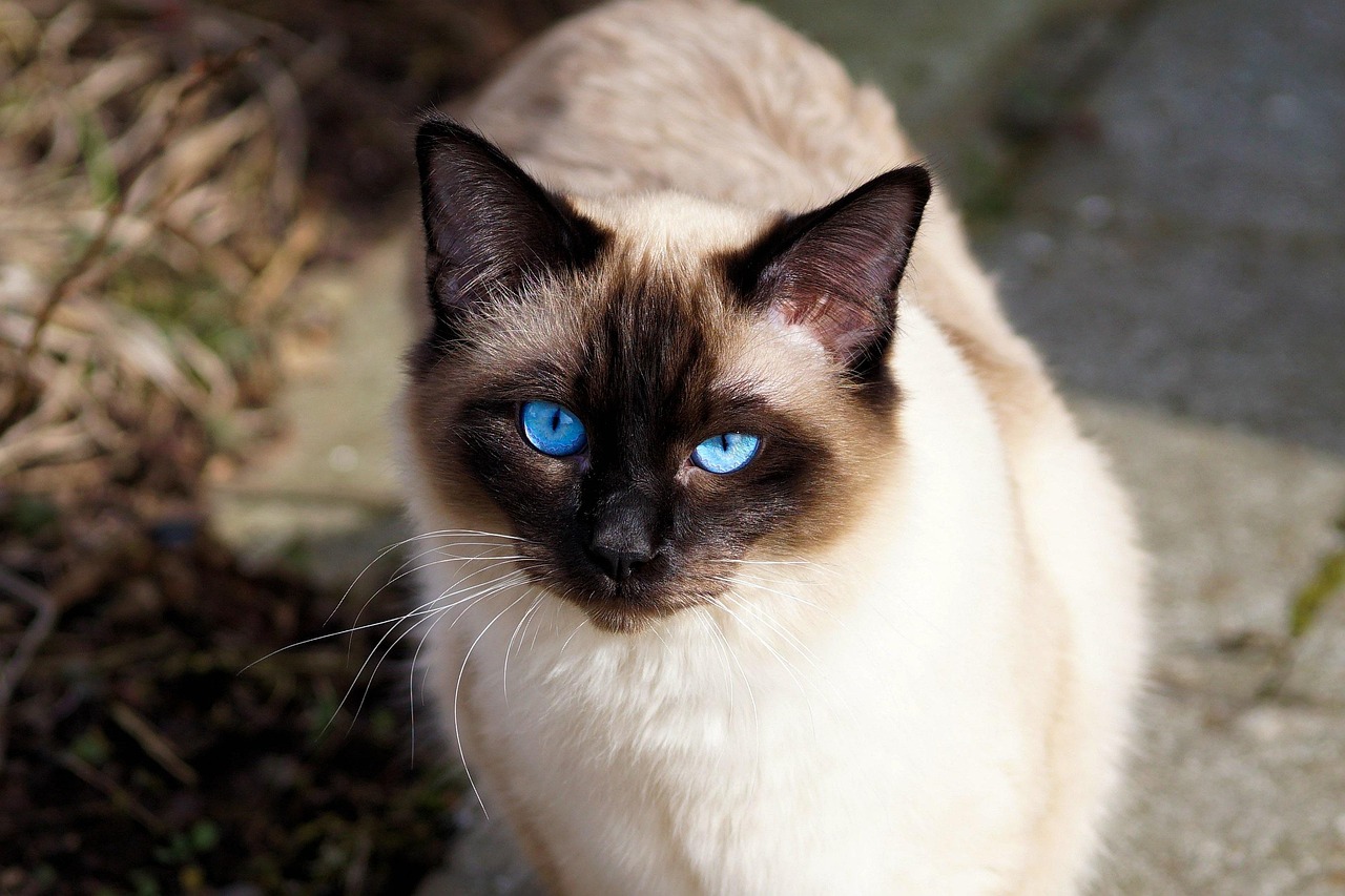 Siamese Cat