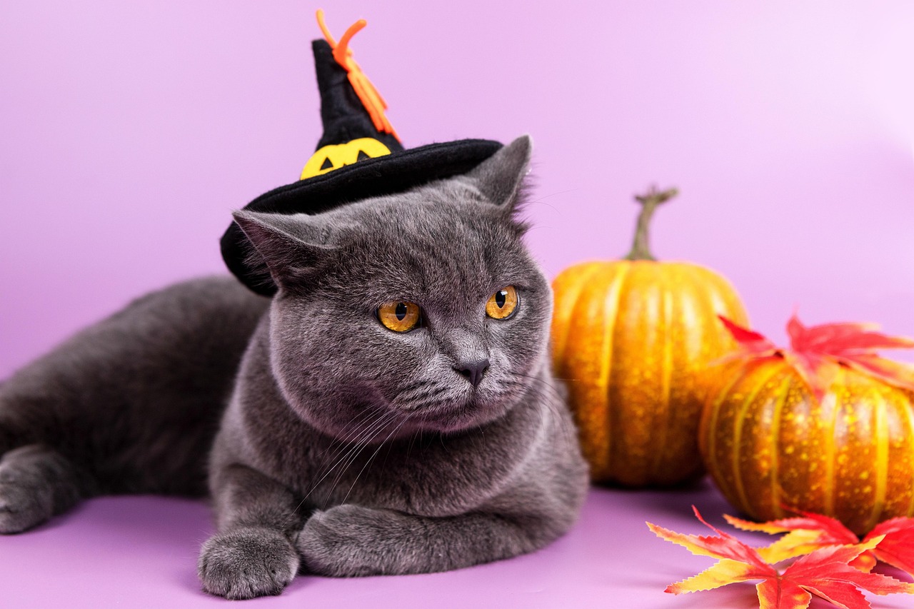 Halloween cat